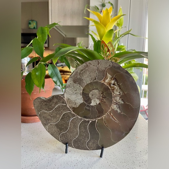 Other - Ammonite